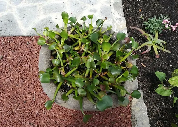 度假居 Casa Sereias *